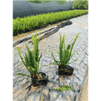 福建肾蕨苗 