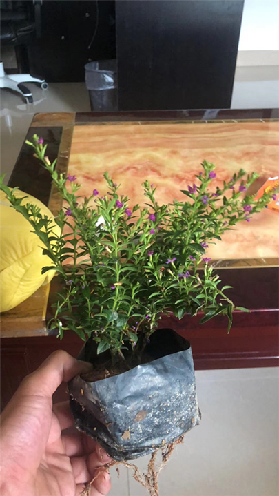 福建满天星苗 