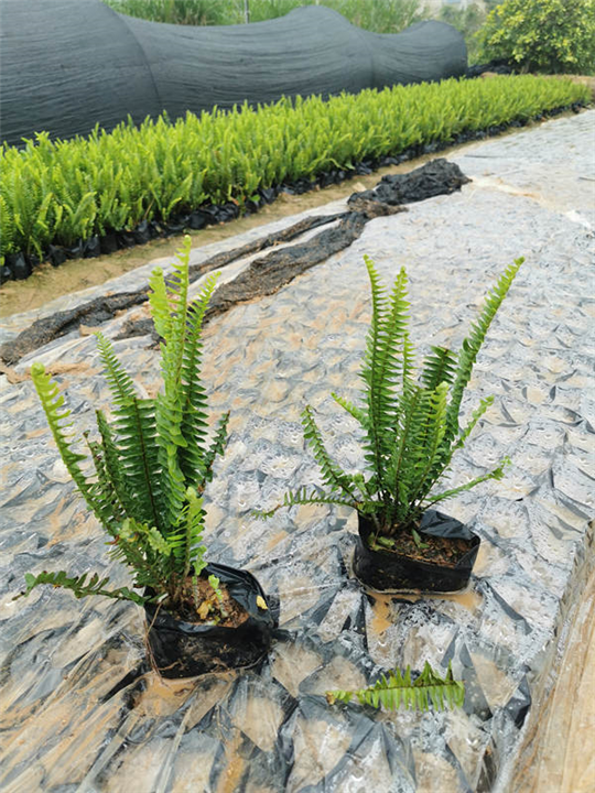 福建肾蕨苗 