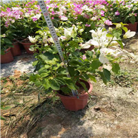 上海地被苗种植基地