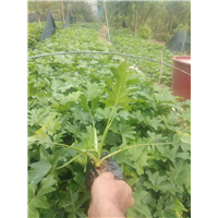 北京春羽苗种植基地