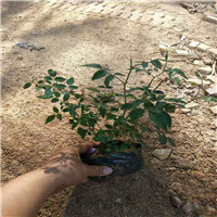 河北月季花苗多少钱