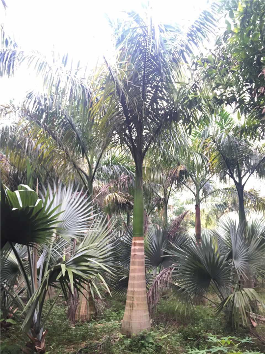 海南椰子树基地