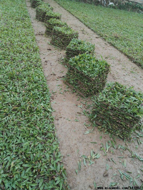 海南大叶油草皮