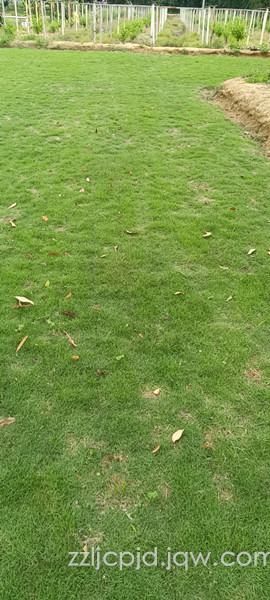 南平草皮基地