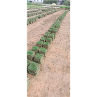 漳州草皮批发基地