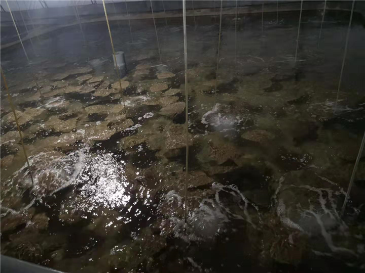 多宝鱼 