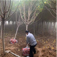 山东樱花苗2樱花树苗什么时候种植