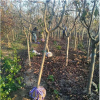 山东徐秀海樱花苗木基地