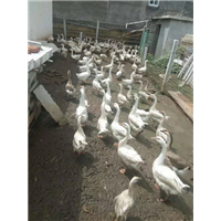 河北鹅苗批发