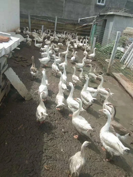 河北鹅苗批发