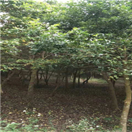 湛江铁冬青批发价格 