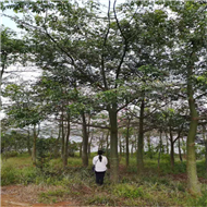 广东大腹木棉种植基地 