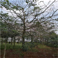 惠州大腹木棉种植基地 