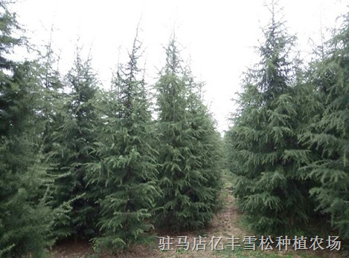 河南雪松 