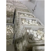 河北鹅蛋
