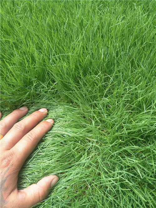常州百慕大草坪