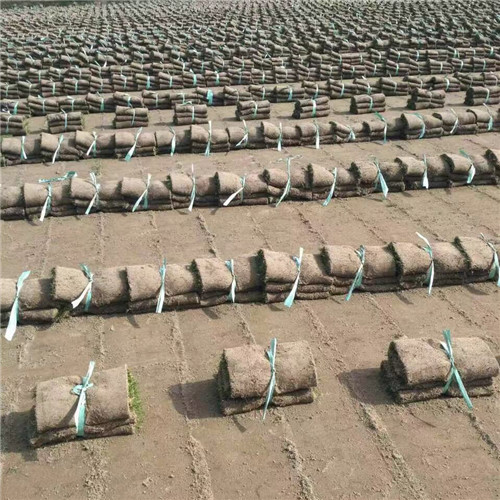 常州黑麦草
