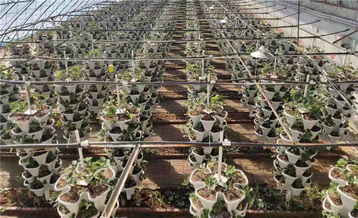盆栽柿子 