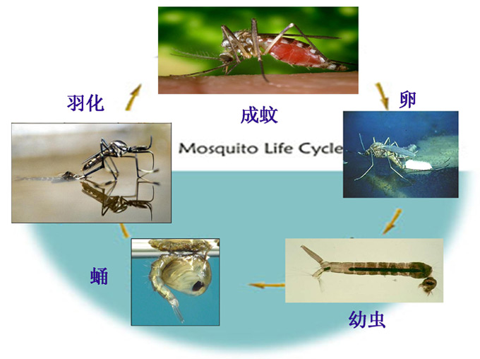 永州除蚂蚁生物防治法