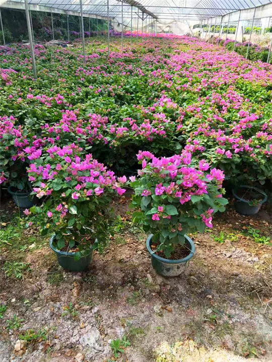 福建三角梅盆苗 