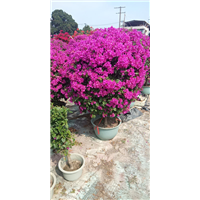小叶紫三角梅