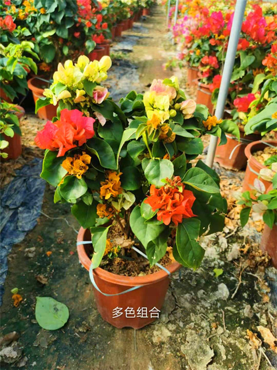 多色三角梅