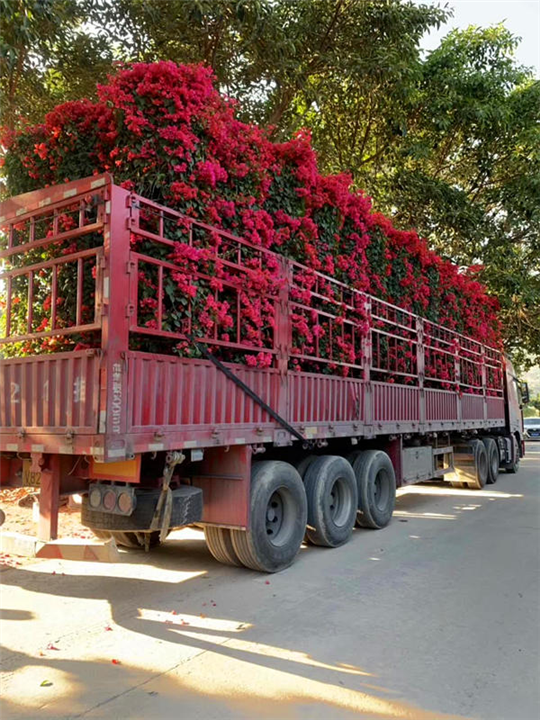 福建造型三角梅装货 