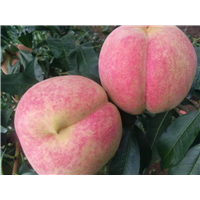 青州桃苗种植基地