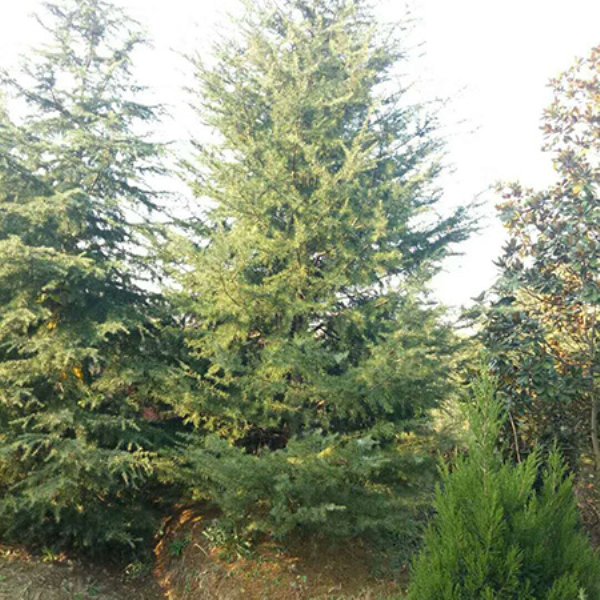 河南雪松种植基地