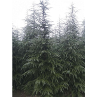 河南雪松种植基地