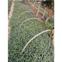 浙江三叶青药材 