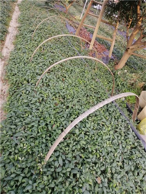 浙江三叶青药材 