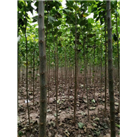 河南楸树杯苗河南梓树苗基地