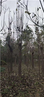 河南楸树苗河南梓树基地