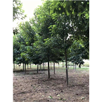 河南楸树杯苗河南梓树批发