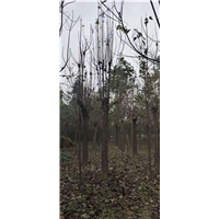 河南楸树苗河南梓树基地