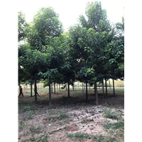 河南楸树苗河南梓树批发