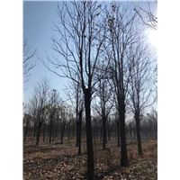 河南梓树苗河南楸树基地