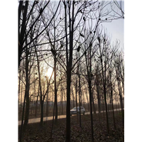 河南楸树小苗河南梓树批发