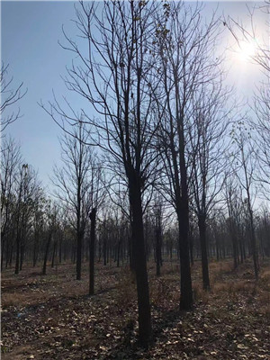 河南楸树河南梓树小苗基地