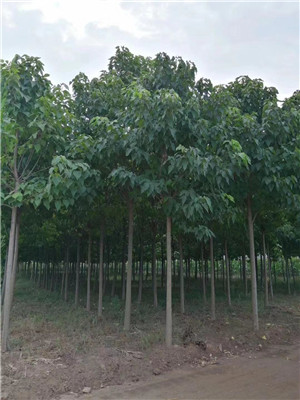河南梓树河南楸树基地