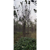 河南梓树小苗河南楸树苗价格