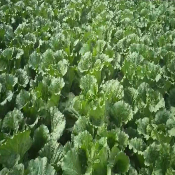 优质大白菜 