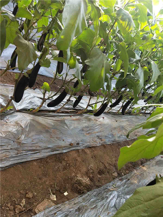 果蔬种植 