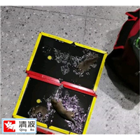 丽水灭老鼠公司