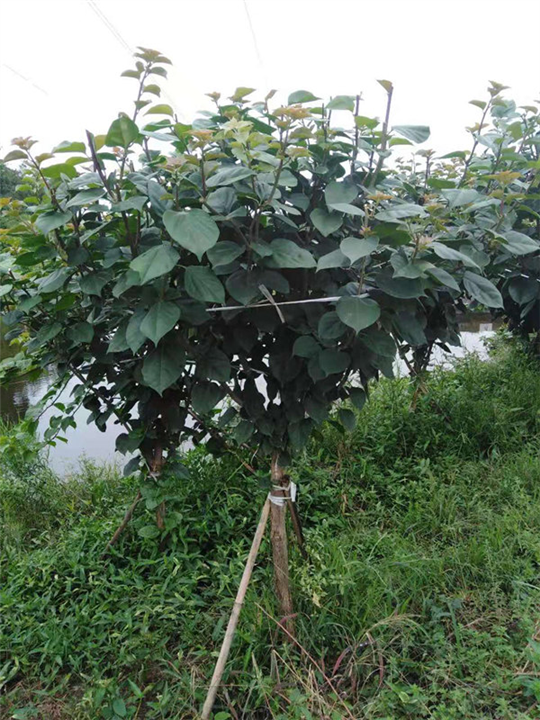 四川三角梅批发价格 