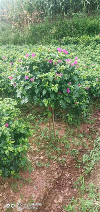 宜宾三角梅种植场 