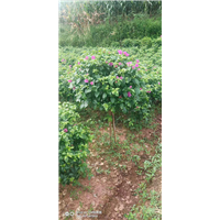 宜宾三角梅种植场 