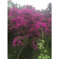 四川三角梅种植基地 